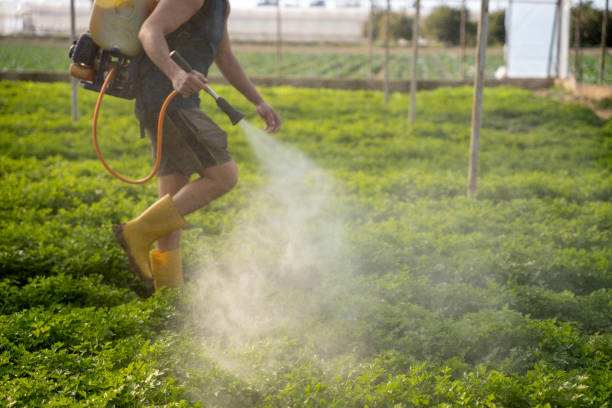 Best Wasp Removal Services  in St Cloud, MN