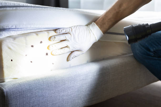 Best Best Pest Control Companies  in St Cloud, MN