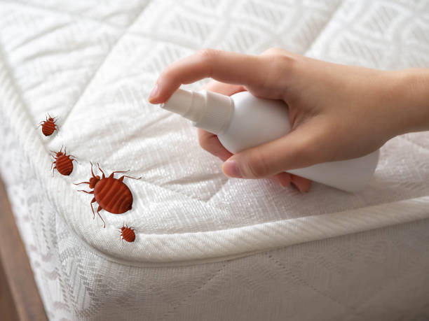 Best Bed Bug Extermination  in St Cloud, MN