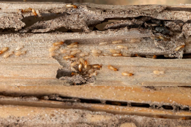 Best Best Pest Control Companies  in St Cloud, MN